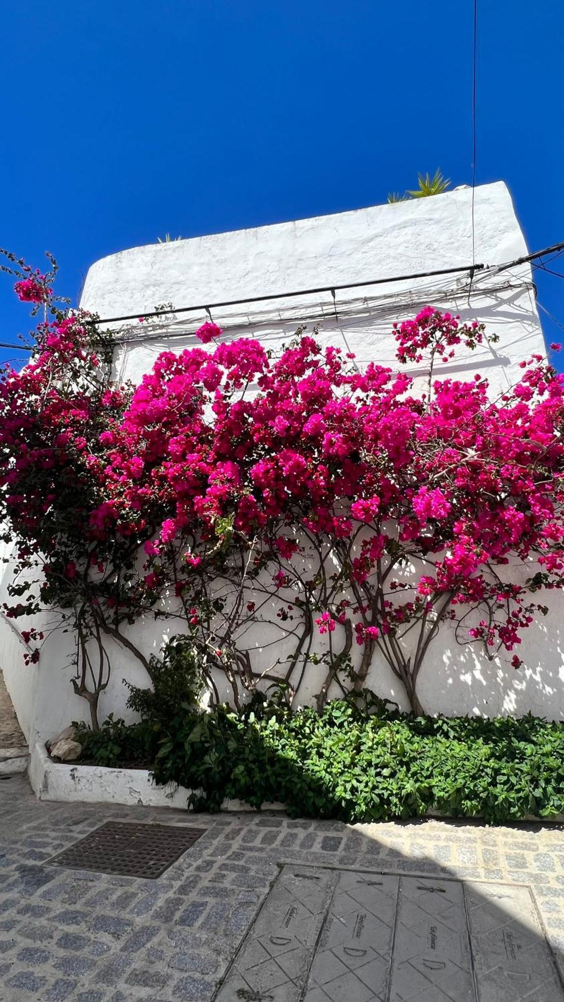 Apartment Buganvilla Vejer *